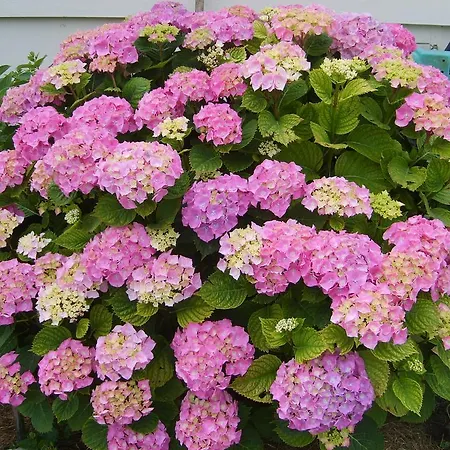 Gasthof Le Phare Fouras